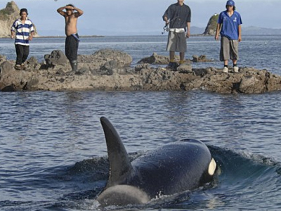 Ν. Ζηλανδία: Εννέα φάλαινες όρκα βρέθηκαν νεκρές στις ακτές της χώρας