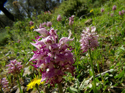 Σε κίνδυνο η άγρια ορχιδέα στην Κέρκυρα