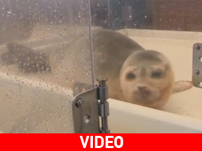 Νέες αφίξεις σε καταφύγιο φώκιας