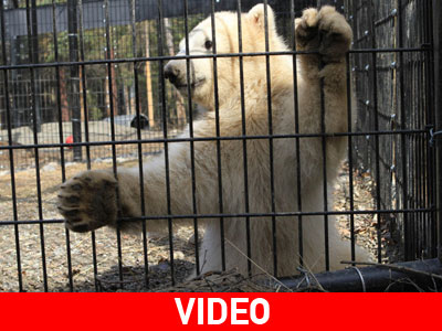 Αλάσκα: Μια νέα περιπέτεια ξεκινά για ορφανό αρκουδάκι