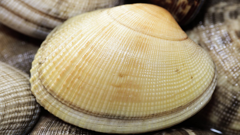 Αλεξανδρούπολη: Κατασχέθηκαν 624 κιλά ακατάλληλα όστρακα