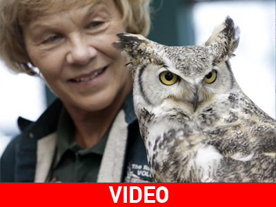 Η.Π.Α.: Το ψύχος ωθεί τις κουκουβάγιες προς το Νότο