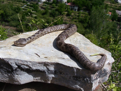 Πρέβεζα: Το φίδι προκάλεσε αναστάτωση!