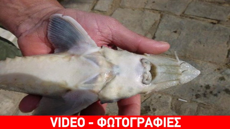 Επιχείρηση… οξύρρυγχος στον Έβρο!