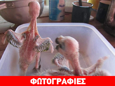 Παραγουάη: Τέλος στην αιχμαλωσία για 211 προστατευόμενους παπαγάλους