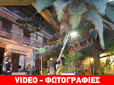 Πρέβεζα: Δείτε πως γίνεται ο φοίνικας όταν «χτυπηθεί» από το σκαθάρι