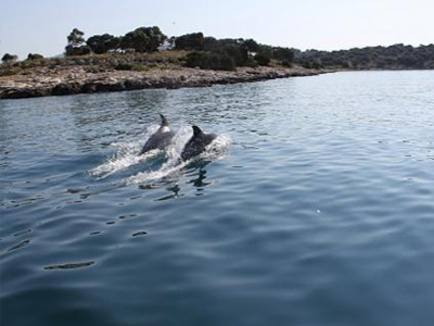Δελφίνια στον Πατραϊκό