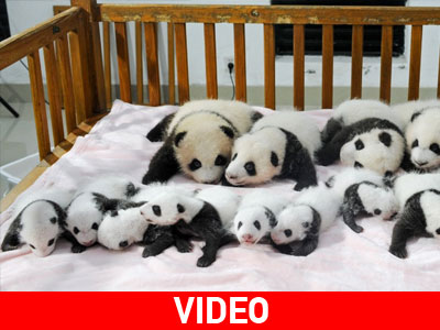 «Πρεμιέρα» για 14 Πάντα του… σωλήνα στην Κίνα