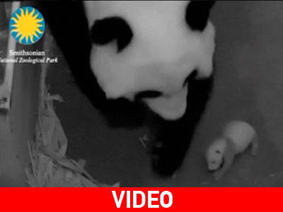 Τι φύλο είναι τελικά το νεογέννητο Panda;