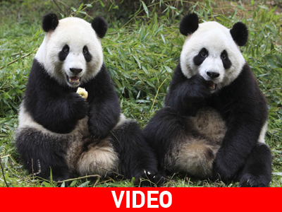 Born to be wild… Born to be wild…