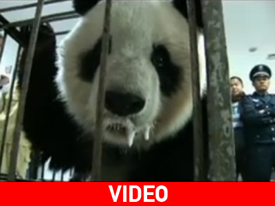 Κίνα: Από βέβαιο πνιγμό γλύτωσε αξιολάτρευτο πάντα