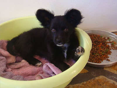 Χαρίζεται η «Μόνικα»