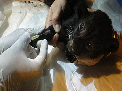 Τον έπιασαν με τα ζώα στη βαλίτσα!