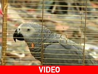 Παπαγάλος βγήκε σώος από τα συντρίμμια στην Τουρκία