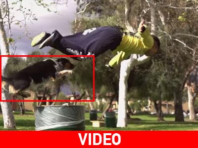 Σκύλος κάνει… παρκούρ!