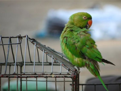 Χανιά: Έκλεψαν 50 παπαγάλους από τον Δημοτικό Κήπο