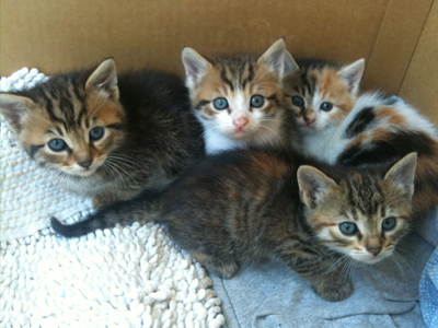 Ζητούν μια ζεστή αγκαλιά