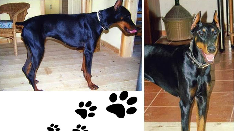 Χάθηκε ντόπερμαν στην Άνδρο – Βοηθήστε να βρεθεί