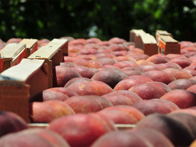 ΚΕΔΕ σε δημάρχους: Δώστε ροδάκινα στους φτωχούς!