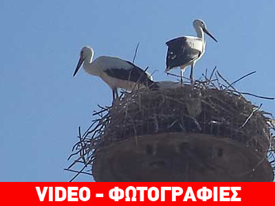 Επιχείρηση στα Τρίκαλα για ορφανούς πελαργούς