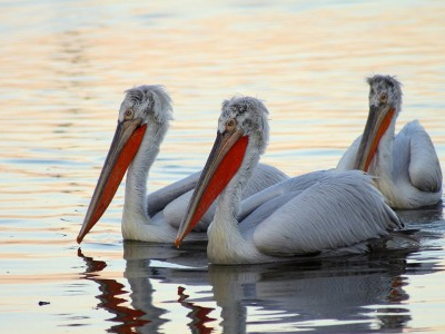 Περίεργες εξαφανίσεις αργυροπελεκάνων