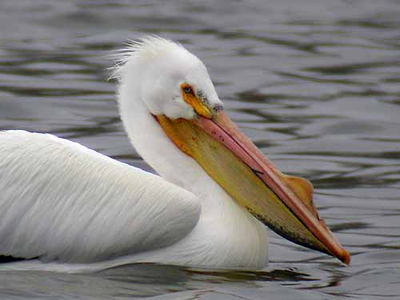 Κραυγή απόγνωσης για το καταφύγιο Σαλαώρας