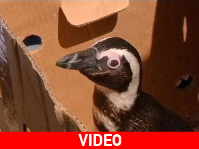 Ν. Αφρική: Πήρε δώρο γενεθλίων έναν… πιγκουίνο