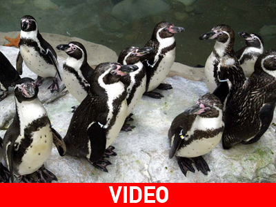 Η σωτηρία του πιγκουίνου Χάμπολντ περνά από το Περού!