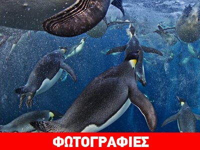 Αυτοκρατορικές «ρουκέτες» στον πάγο της Ανταρκτικής