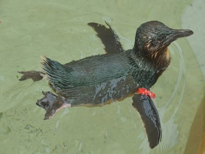 Έκλεψαν πιγκουίνο από Θεματικό Πάρκο της Αυστραλίας