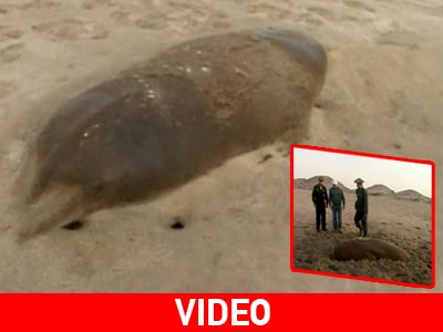 Περού: Μαζική εξόντωση της θαλάσσιας πανίδας