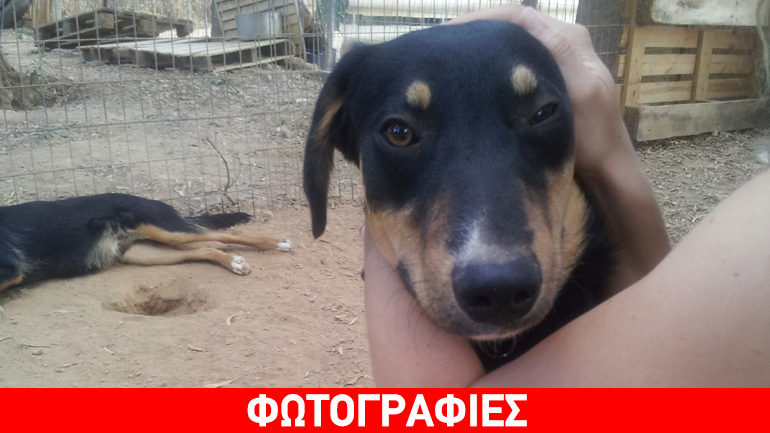 Χαρίζεται ο κουταβίνος Peter