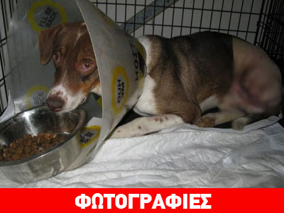 Τα αδέσποτα της Μεσσηνίας εκπέμπουν S.O.S.