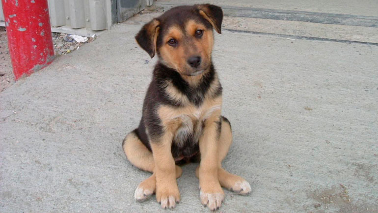 Πρέβεζα: Δηλητηρίασαν σκυλιά στο Μονολίθι