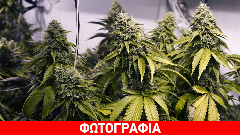 Κατασχέθηκε μεγάλη ποσότητα χασίς στην Πέλλα