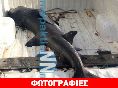Ψάρεψαν καρχαρία στην Κάτω Βασιλική