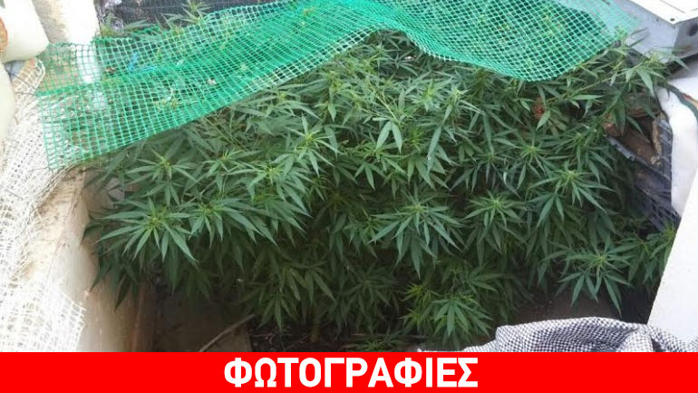 Αγρίνιο: Δάσος κάνναβης στις όχθες του Αχελώου