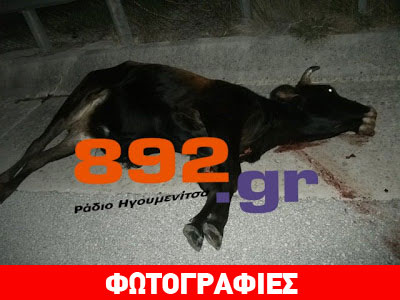 Οι αγελάδες τους έκοψαν τον δρόμο στην Εγνατία