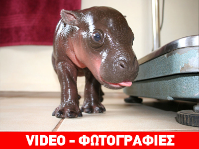 Πρίγκιπας Χάρι… ένας πυγμαίος ιπποπόταμος