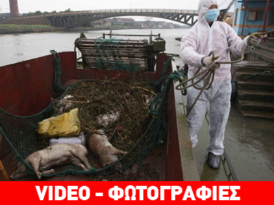 Κίνα: Πάνω από 6.000 νεκρά γουρούνια σε ποταμό