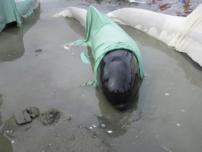 Ν. Ζηλανδία: Νεκρές 11 φάλαινες πιλότοι