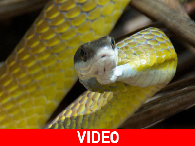 Αναγκαστική προσγείωση λόγω… φιδιού!