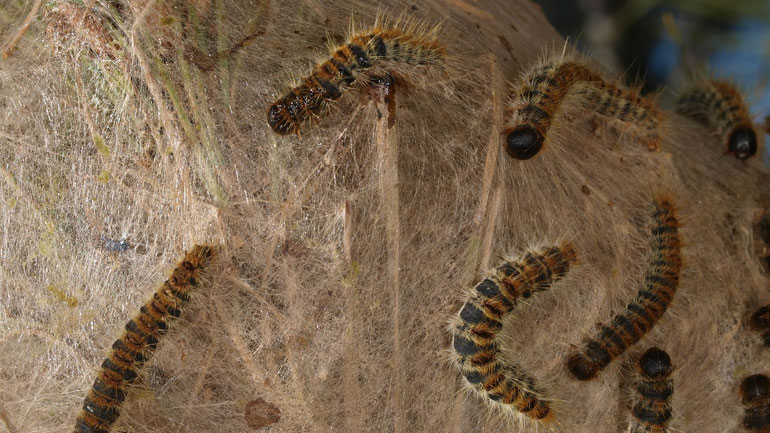 Απειλή για το δάσος του Ωραιοκάστρου η πευκοκάμπια