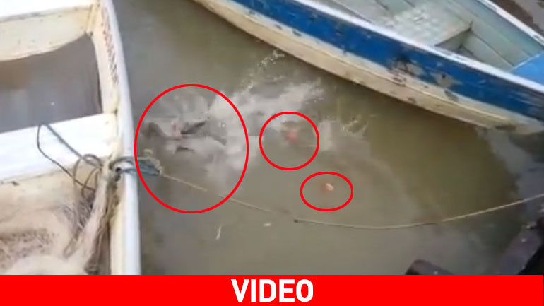 Πιράνχας καταβροχθίζουν κρέας on camera!