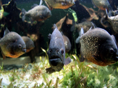 Τον έφαγαν τα πιράνχας!