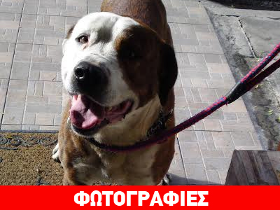 Βρέθηκε πιτ μπουλ στην Κάντζα