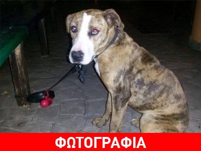 Βριλήσσια: Sos για αδέσποτη πιτμπουλίνα