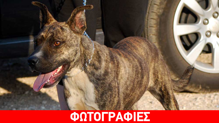 Kali, ένα ημίαιμο θηλυκό Pitbull 6 μηνών
