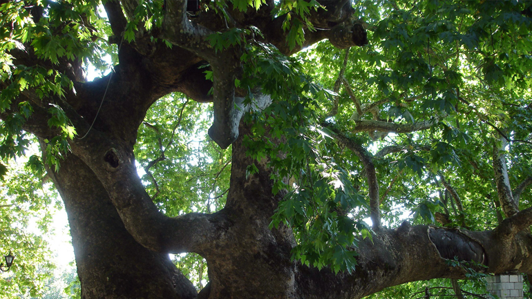Ήπειρος: Απομάκρυναν «άρρωστα» πλατάνια στην περιοχή του Αχέροντα
