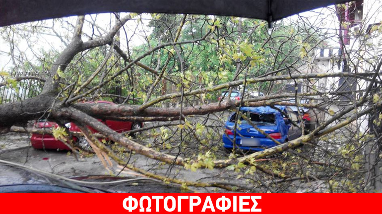 Πλάτανος καταπλάκωσε αυτοκίνητα στα Ιωάννινα